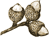 Acorns