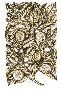 Citrus, from Mattioli's Commentaires, Lyons, 1579