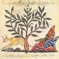 Illustration from De Materia Medica of Dioscorides, Baghdad, 621/1224. Click for larger image.