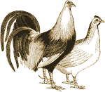 Chickens