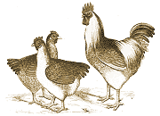 Chickens