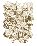 Hazelnuts
