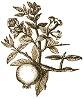 Pomegranate