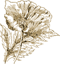 Poppy