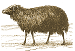 Sheep